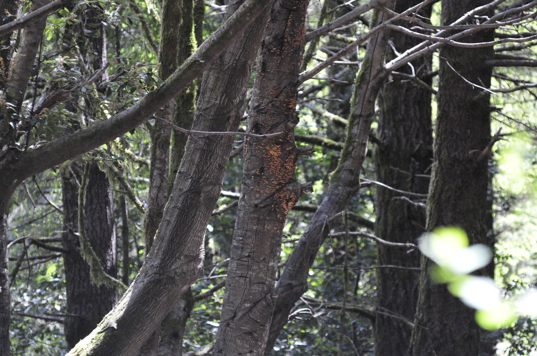 Infected tree